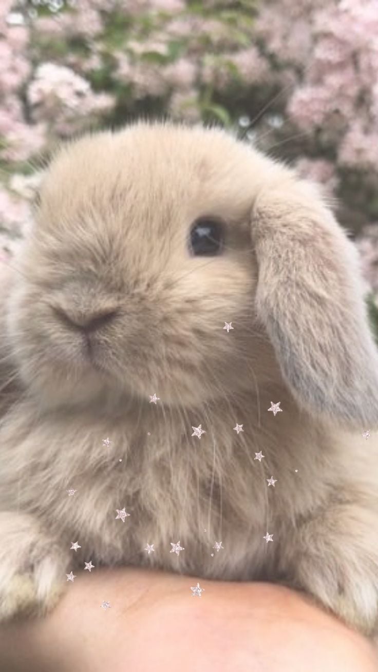 cute fluffy bunnies wallpaper
