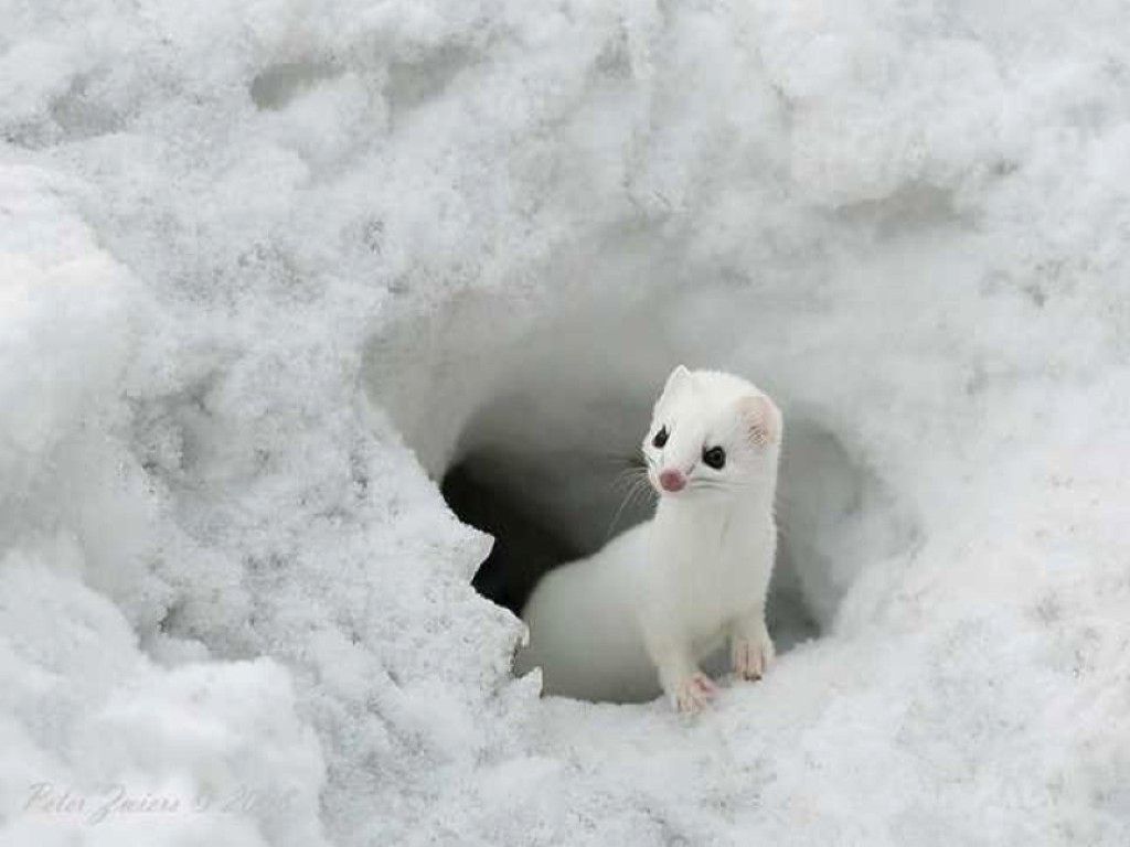 Cute Winter Wallpaper Inspirational Lovely Wallpaper Little Cute Animals Wallpaper 2013 Combination of The Hudson
