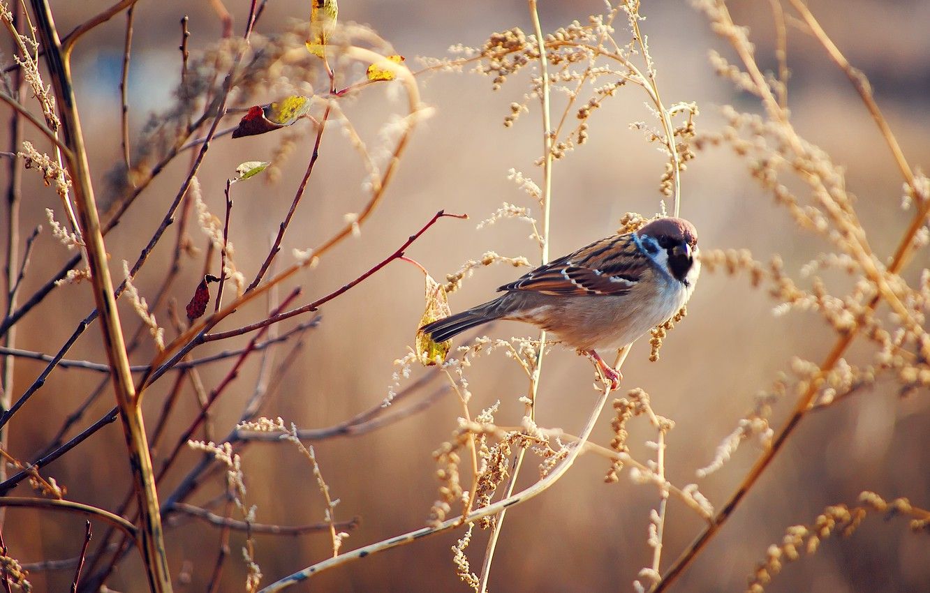 Wallpaper autumn, grass, bird, Sparrow, Sunny, dry image for desktop, section животные