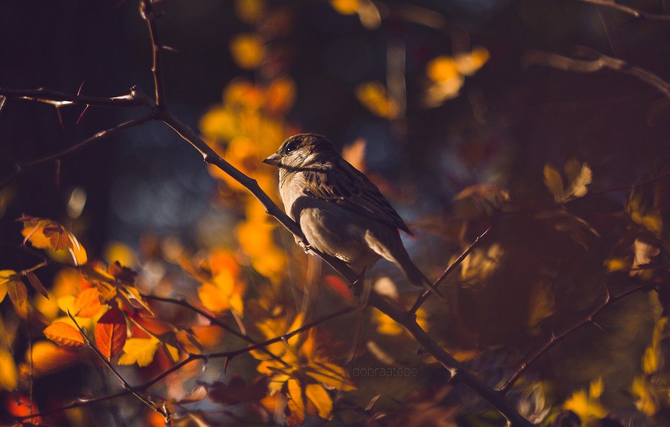 Wallpaper autumn, leaves, branch, Sparrow, bokeh, dobraatebe image for desktop, section животные
