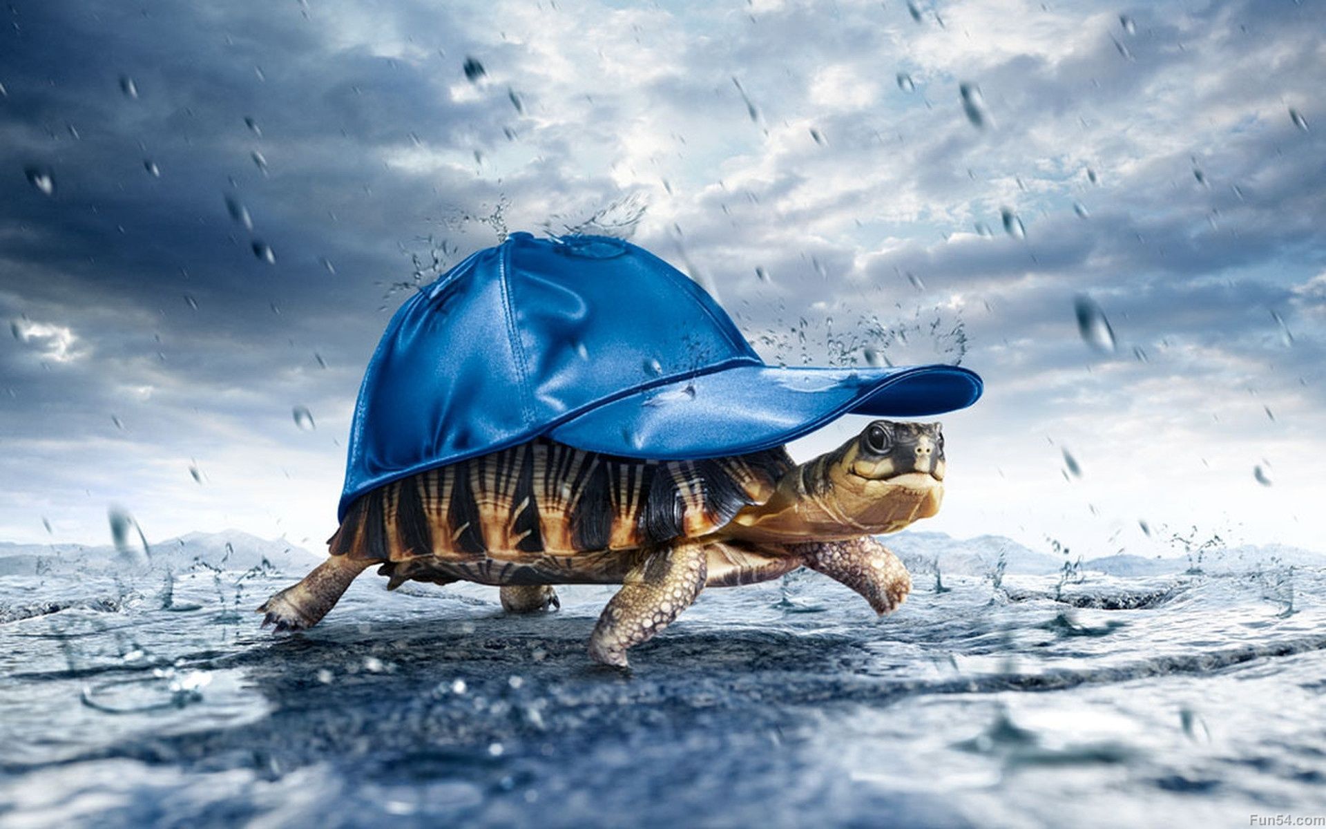 We are specialists in real estate education coaching in Los Angeles, CA 90049. For more information best online. Turtles funny, Turtle wallpaper, Rain wallpaper