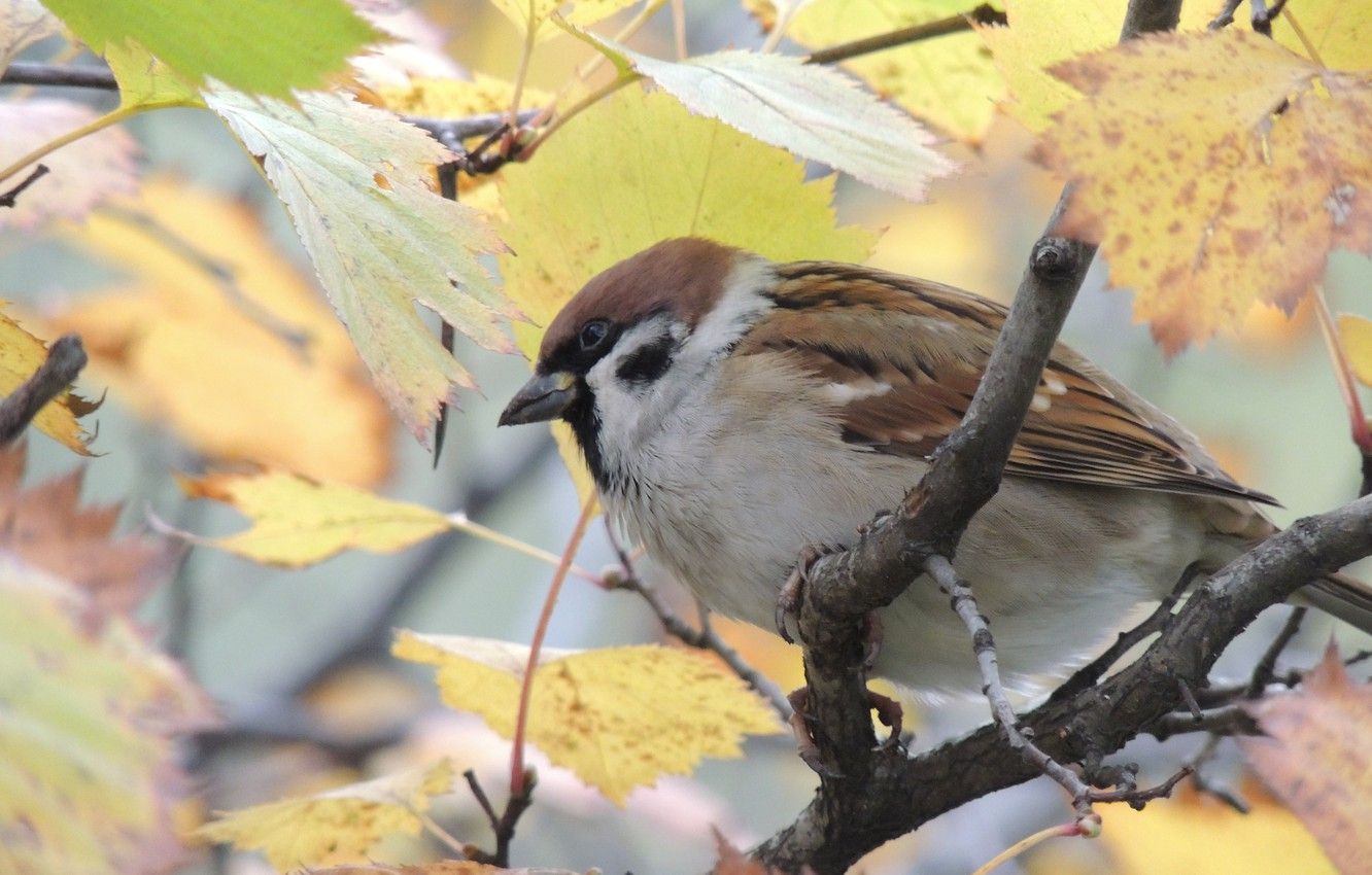 Wallpaper autumn, bird, Sparrow image for desktop, section природа