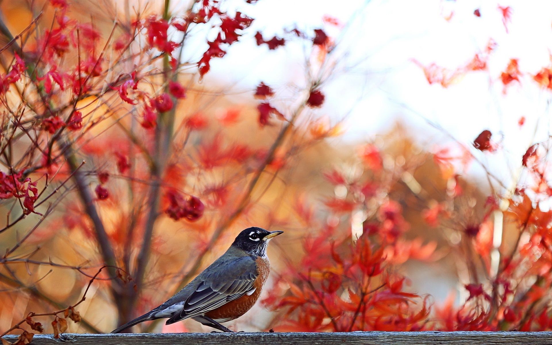 Wallpaper Autumn, trees background, bird 1920x1200 HD Picture, Image