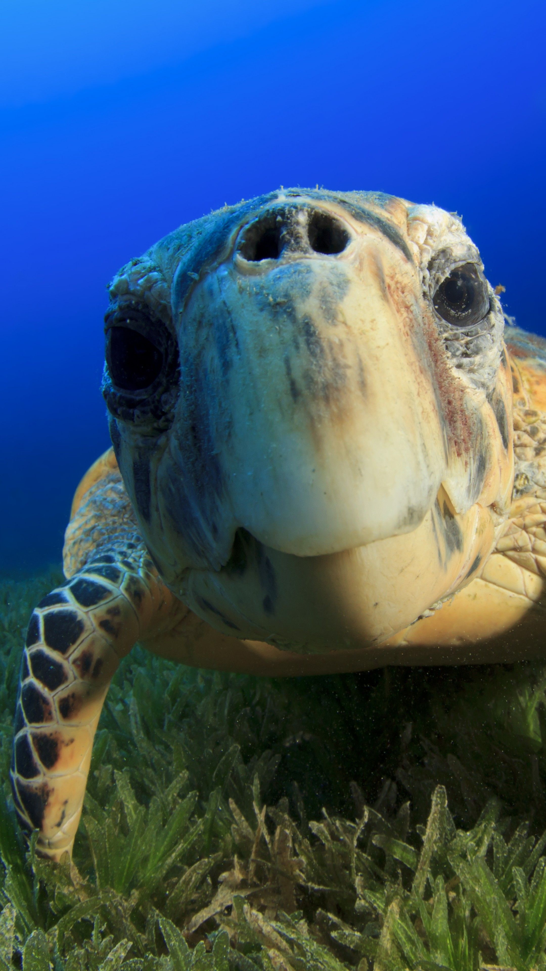 Wallpaper Hawksbill Sea Turtle, Bahamas, Atlantic, Pacific, Indian, Ocean, sealife, underwater, funny, diving, tourism, blue, World's best diving sites, Animals