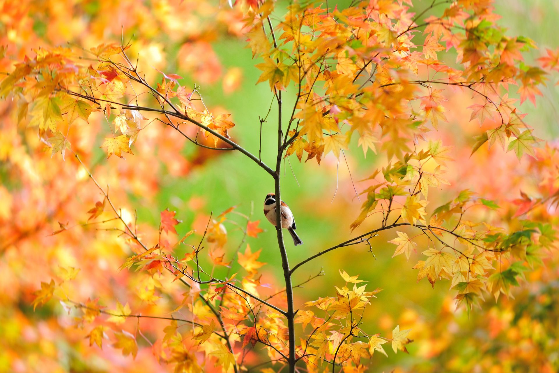birdie, sparrow, tree, maple, Japanese, autumn, foliage wallpaper desktop background