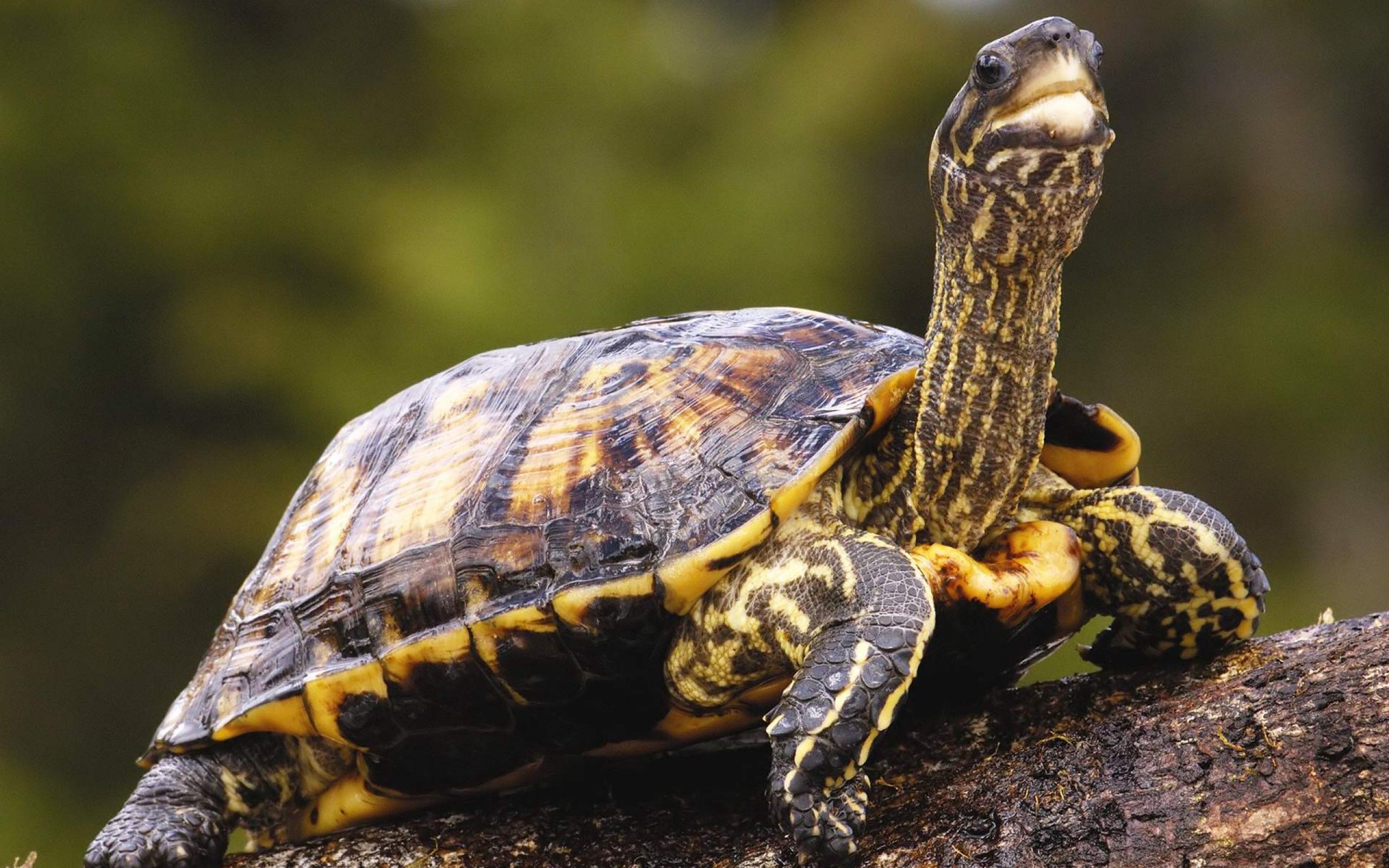Turtle черепаха. Бокошейные черепахи. Австралийская Восточная длинношеяя сухопутная черепаха. Киникса гладкая. Хищная черепаха.