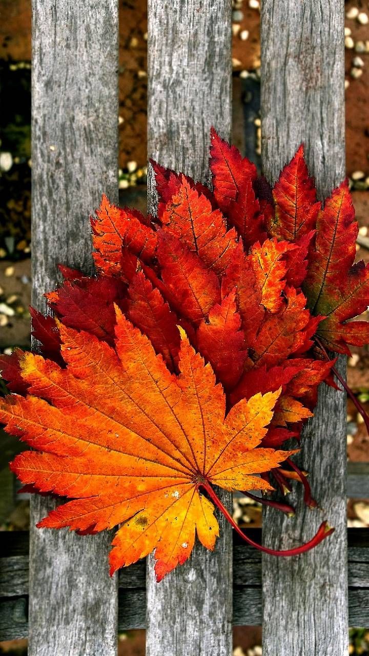 Download Autumn leaves Wallpaper by .com