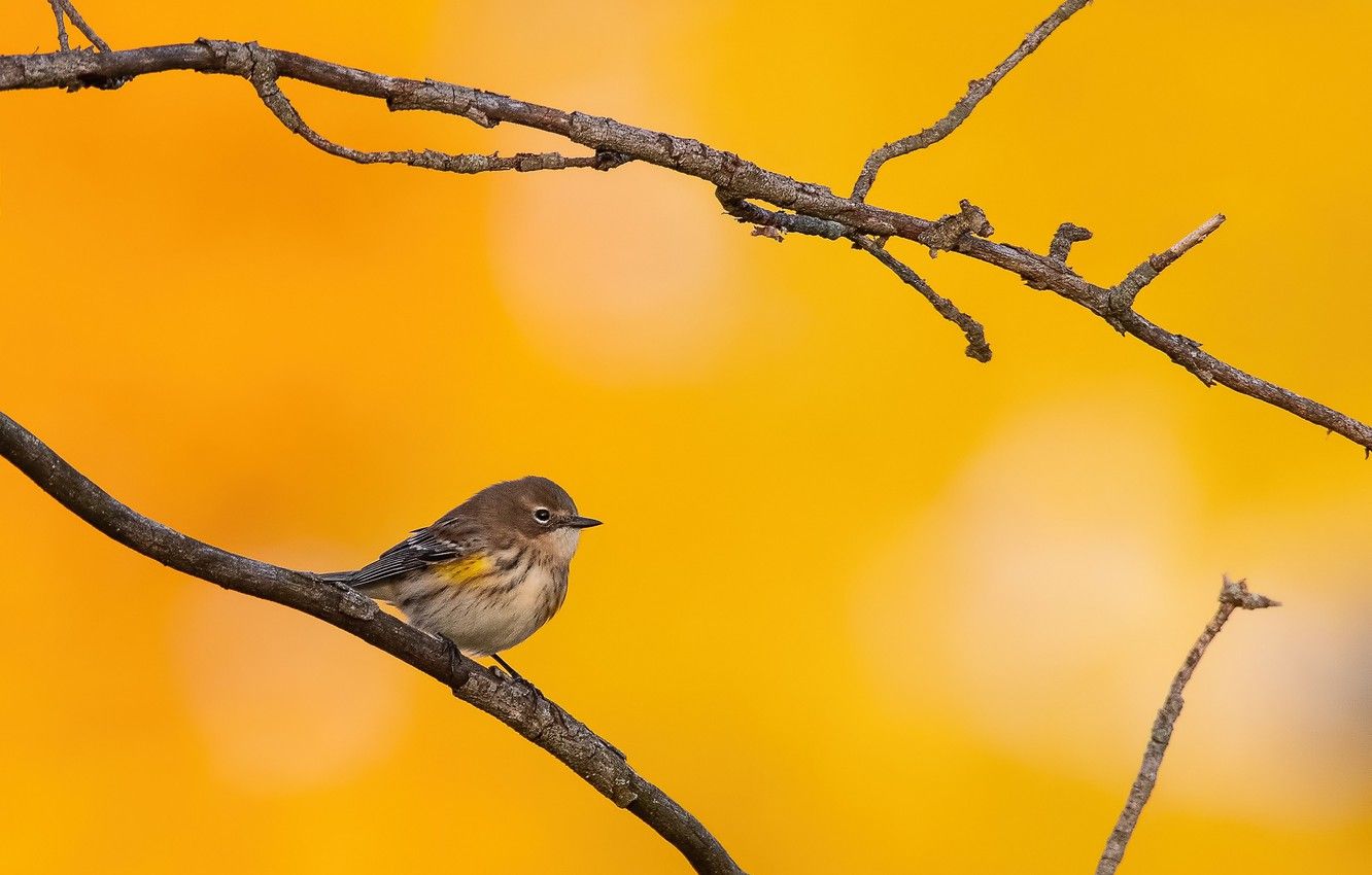 Wallpaper autumn, nature, bird, branch image for desktop, section природа