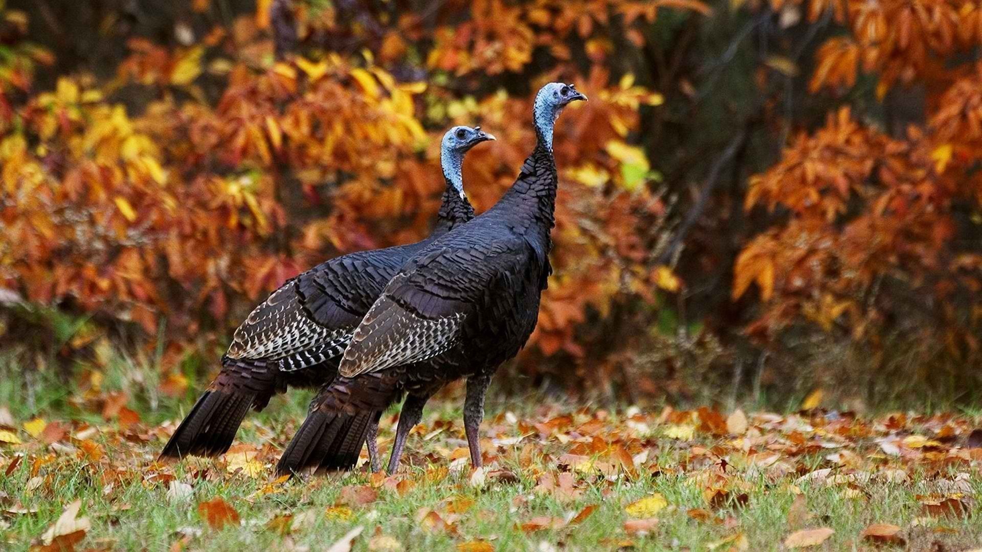 autumn season world wildlife turkey bird 1920x1080 wallpaper High Quality Wallpaper, High Definition Wallpaper