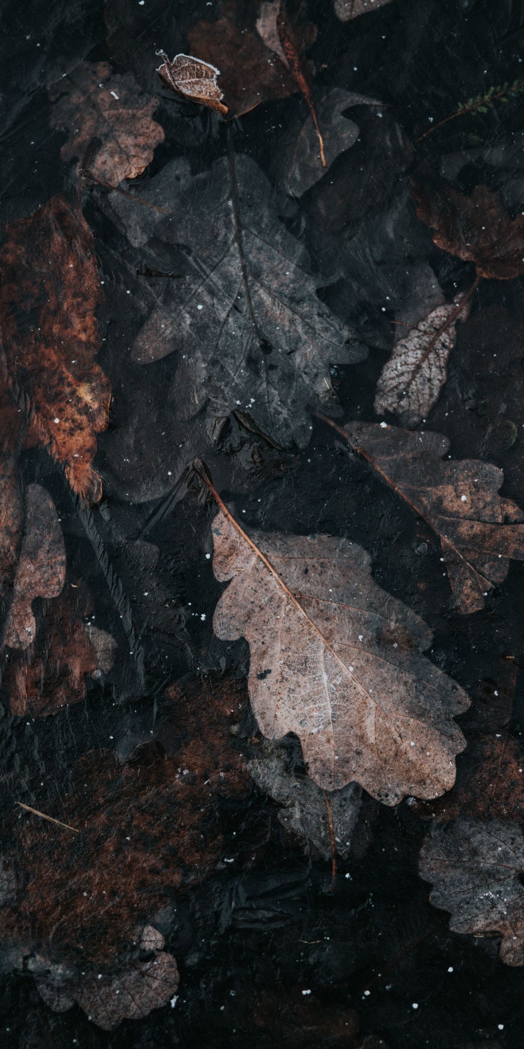 Gray Autumn Wallpapers - Wallpaper Cave