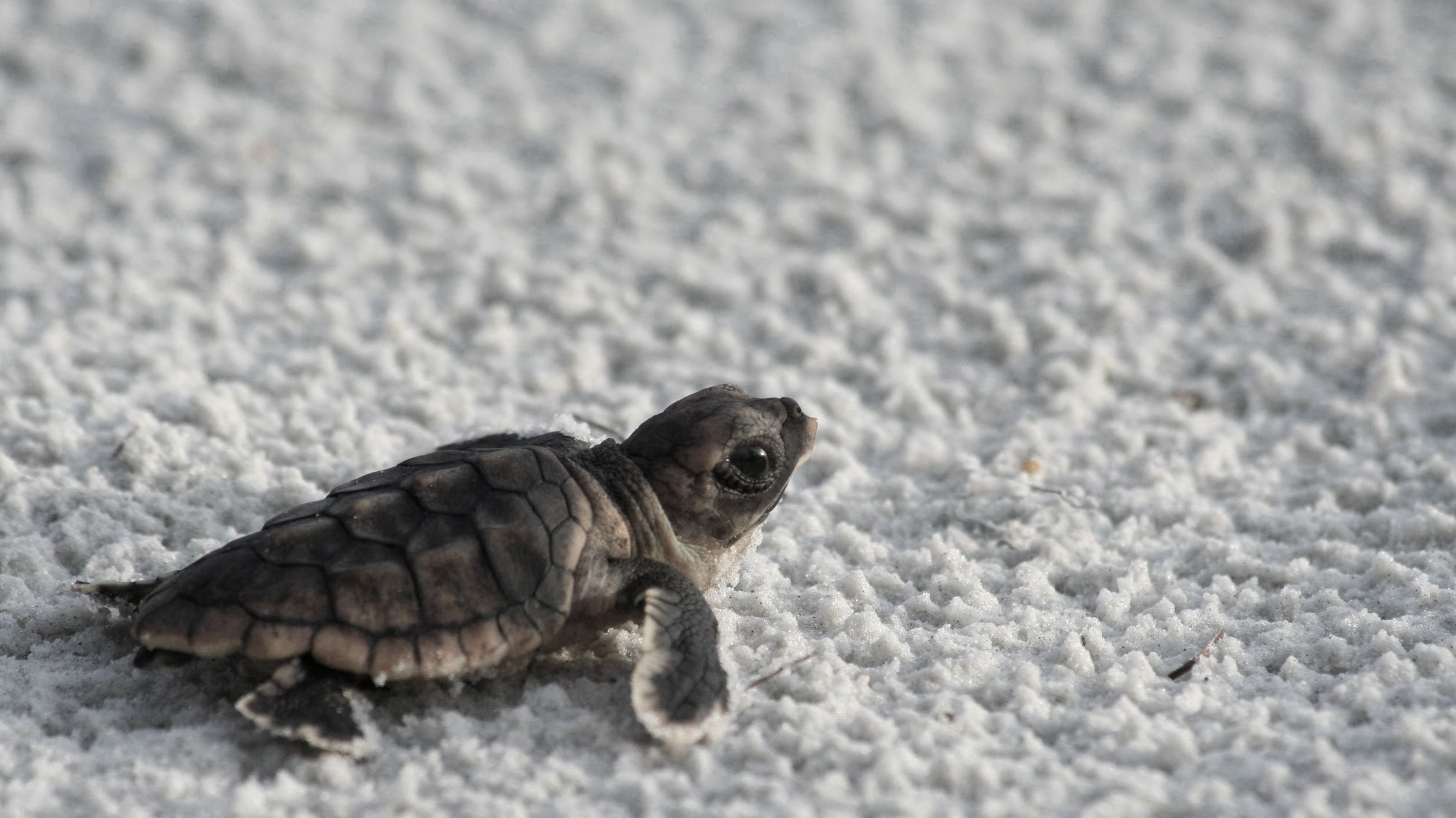 Awesome Cute Sea Turtle HD Wallpaper Free Download
