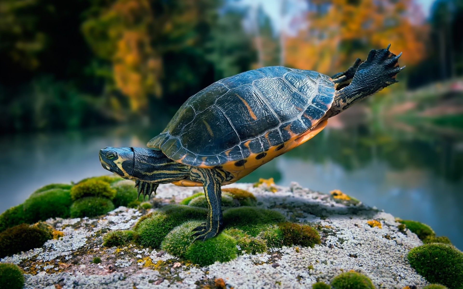 Fit Turtle