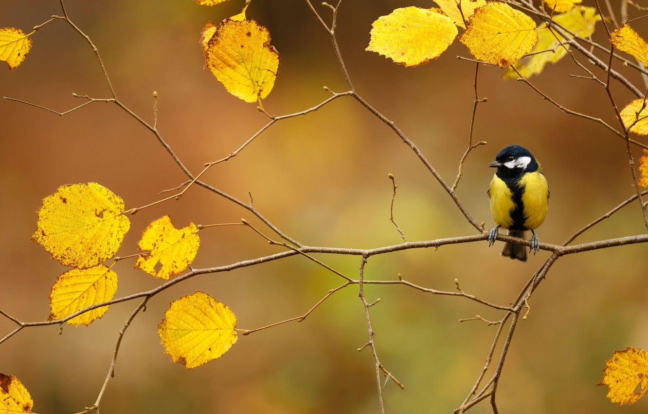 Wallpaper autumn, bird, foliage, branch, tit image for desktop, section животные