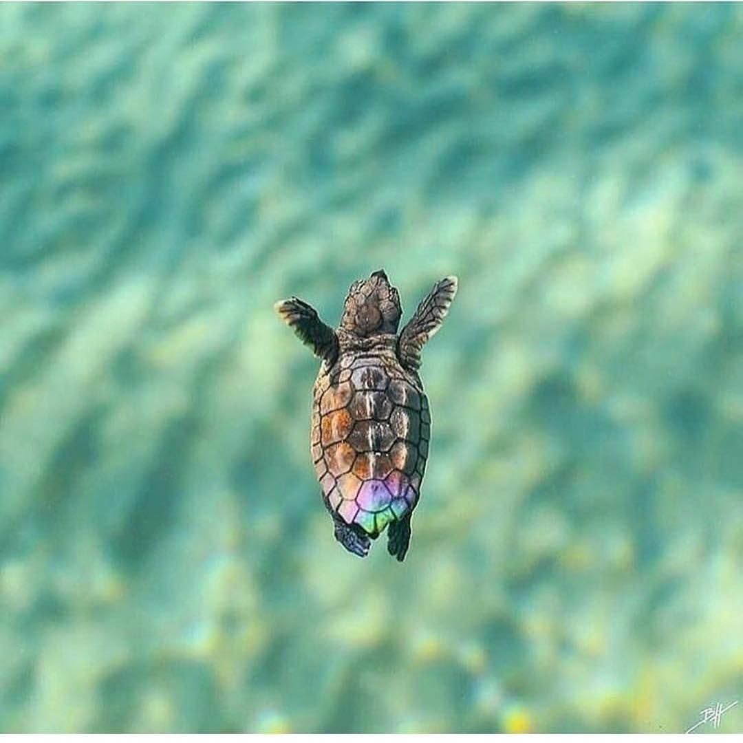 Cute little turtle