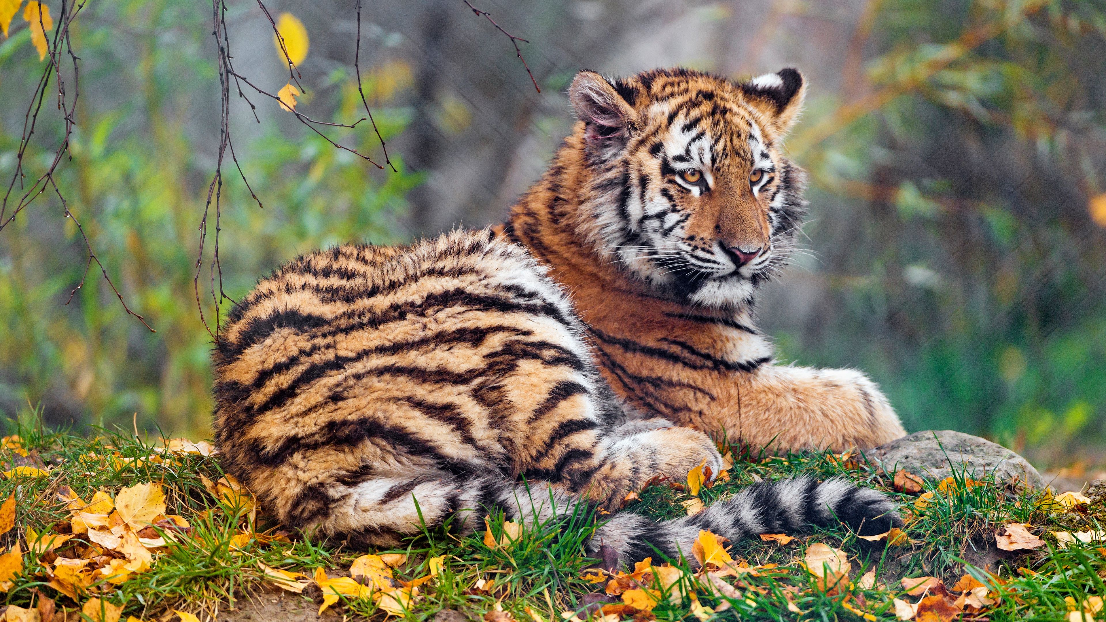 Desktop Wallpaper Tigers Autumn Animals 3840x2160