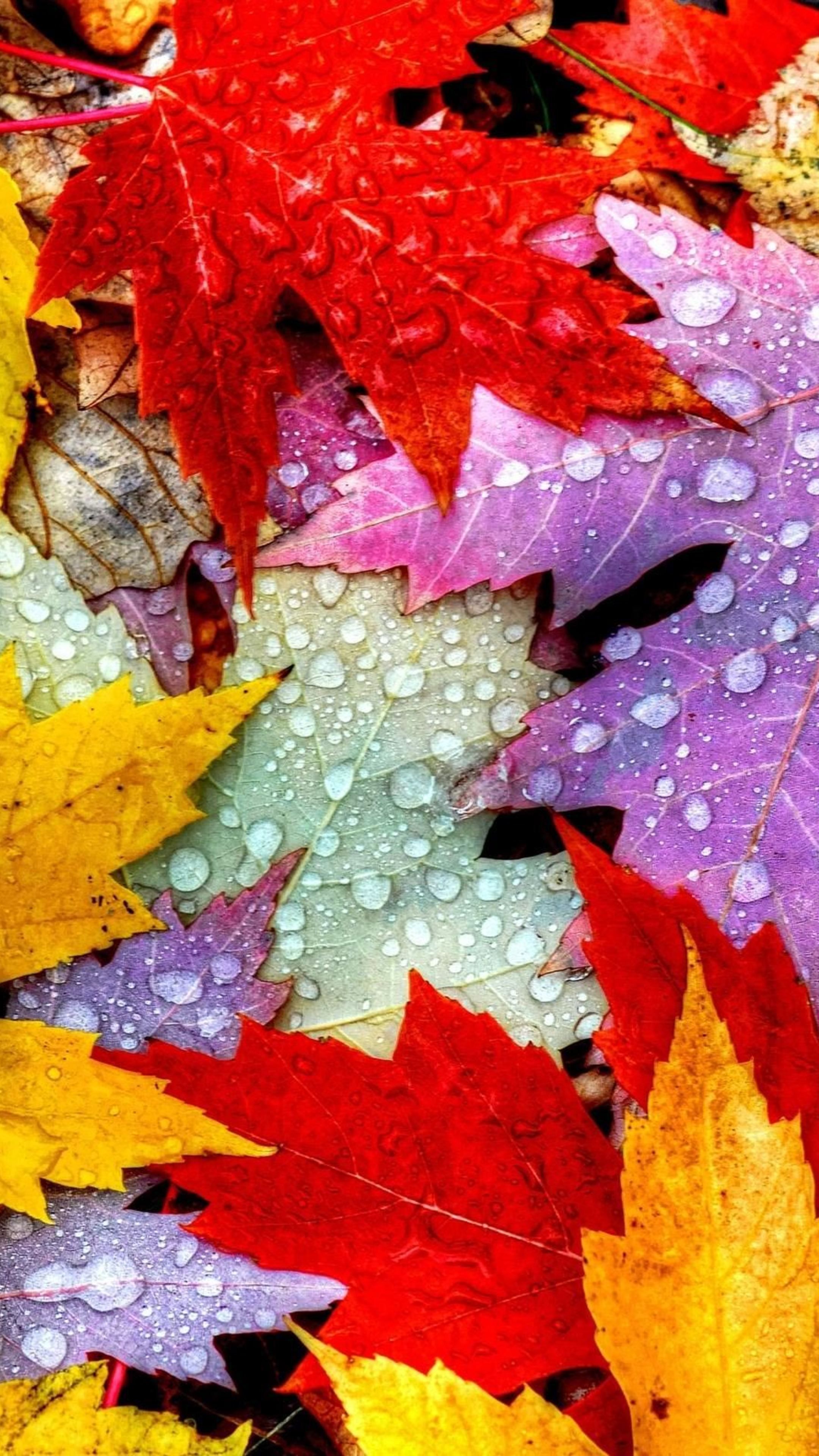 Nature #Nature Autumn Leaves #wallpaper. Autumn leaves wallpaper, Autumn leaves photography, Fall wallpaper