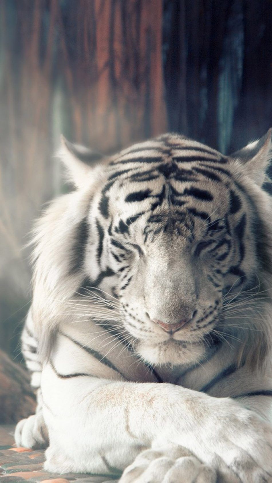 White Tiger Autumn Sunlight 4K Ultra HD Mobile Wallpaper. Tiger spirit animal, Tiger wallpaper, Animals beautiful