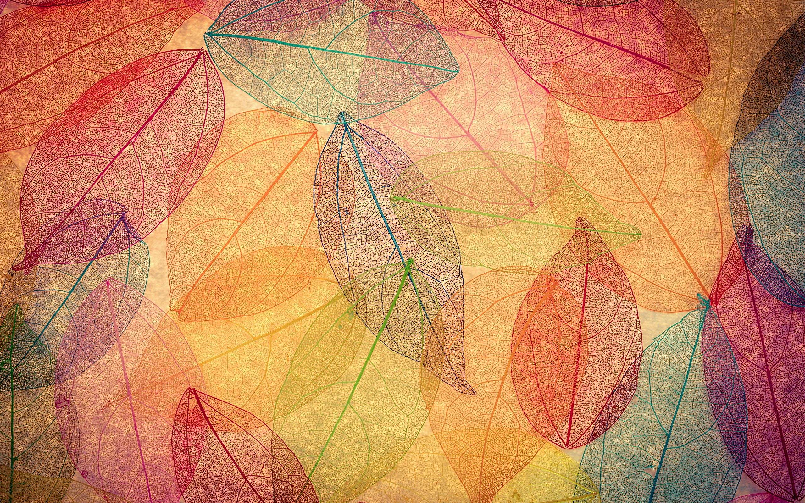 Wallpaper Foliage autumn leaves transparent abstract 2560x1600