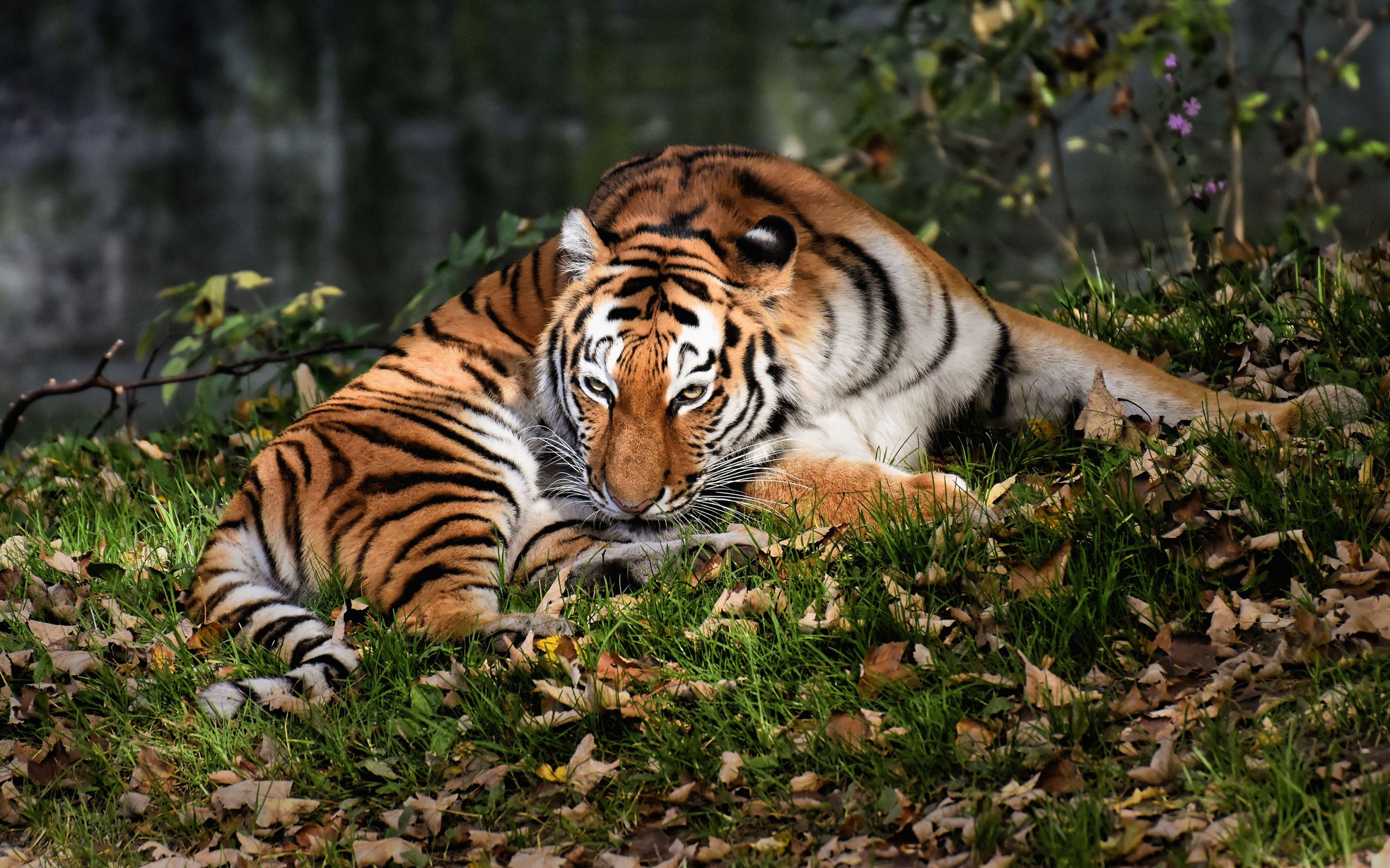 Download wallpaper tiger, forest, wildlife, autumn, dangerous animals, tigers for desktop with resolution 2880x1800. High Quality HD picture wallpaper