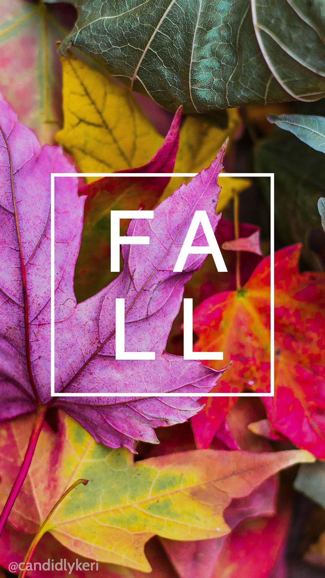 Fall Leaf Leaves Colorful Nature You Can Download Purple Fall Desktop
