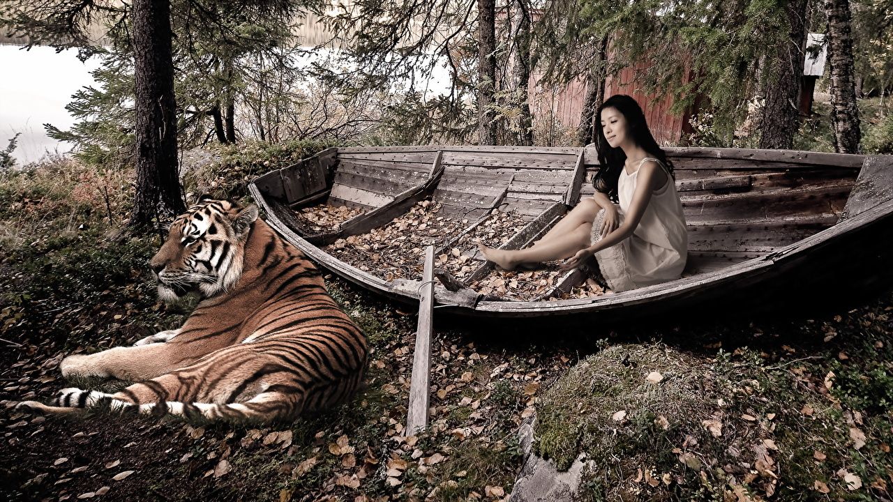 Desktop Wallpaper tiger Big cats Foliage Autumn Asiatic Boats
