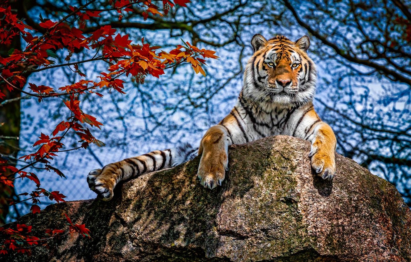 Wallpaper autumn, the sky, look, leaves, light, branches, tiger, foliage, stone, paws, red, lies, shadows, blue background, autumn image for desktop, section кошки