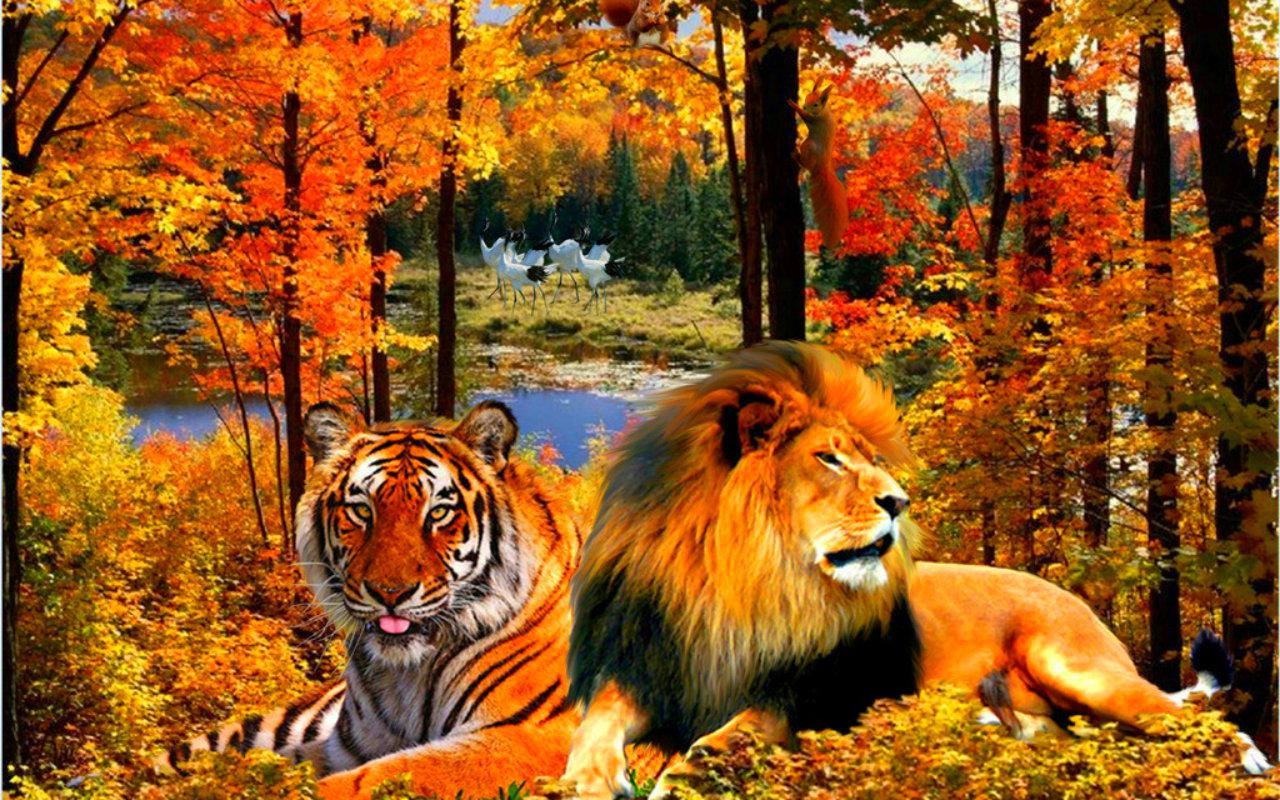 Free download Lion and tiger 132408 High Quality and Resolution Wallpaper on [1280x800] for your Desktop, Mobile & Tablet. Explore Wallpaper of Lions and Tigers. Tiger Wallpaper for Laptops