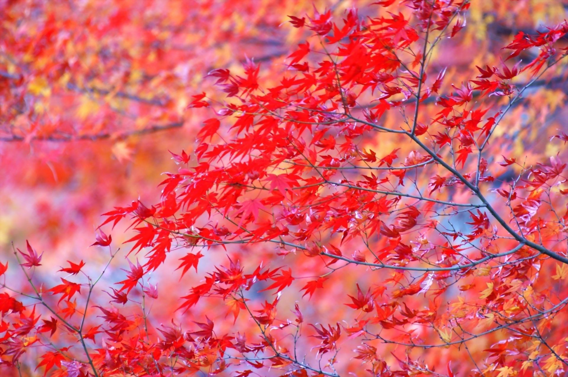 Autumn leaves are bright red branches of the tree