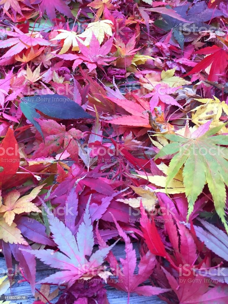 Image Of Orange Yellow And Red Autumn Colours Leaf Fall Colors Coloured Autumnal Leaves From Japanese Maple Tree On Wooden Decking Timber Boards As Autumn Wallpaper Background Backdrop Creating Natural Nature Foliage