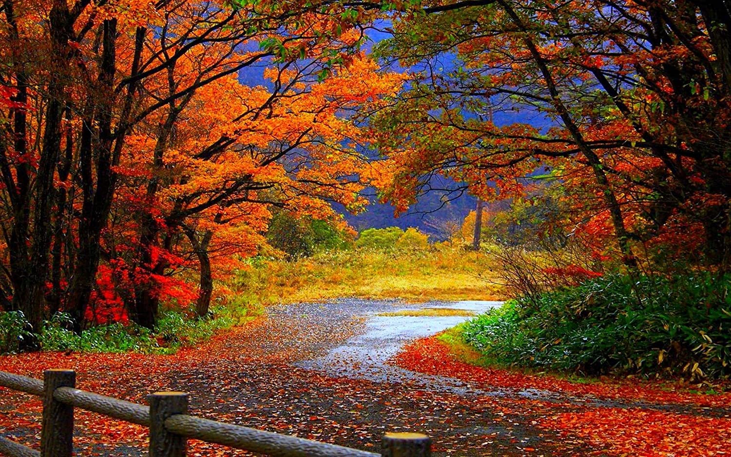 Buy Avikalp Exclusive Awi3274 Beautiful Road Falling Leaves Autumn Colorful Trees Nature Scenery Full HD Wallpaper (5 x 4 ft) Online at Low Prices in India