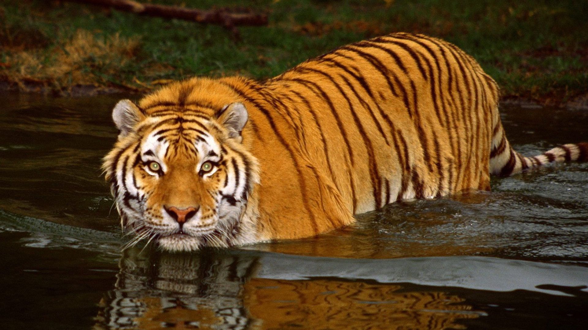 HD Bengal Tiger Background