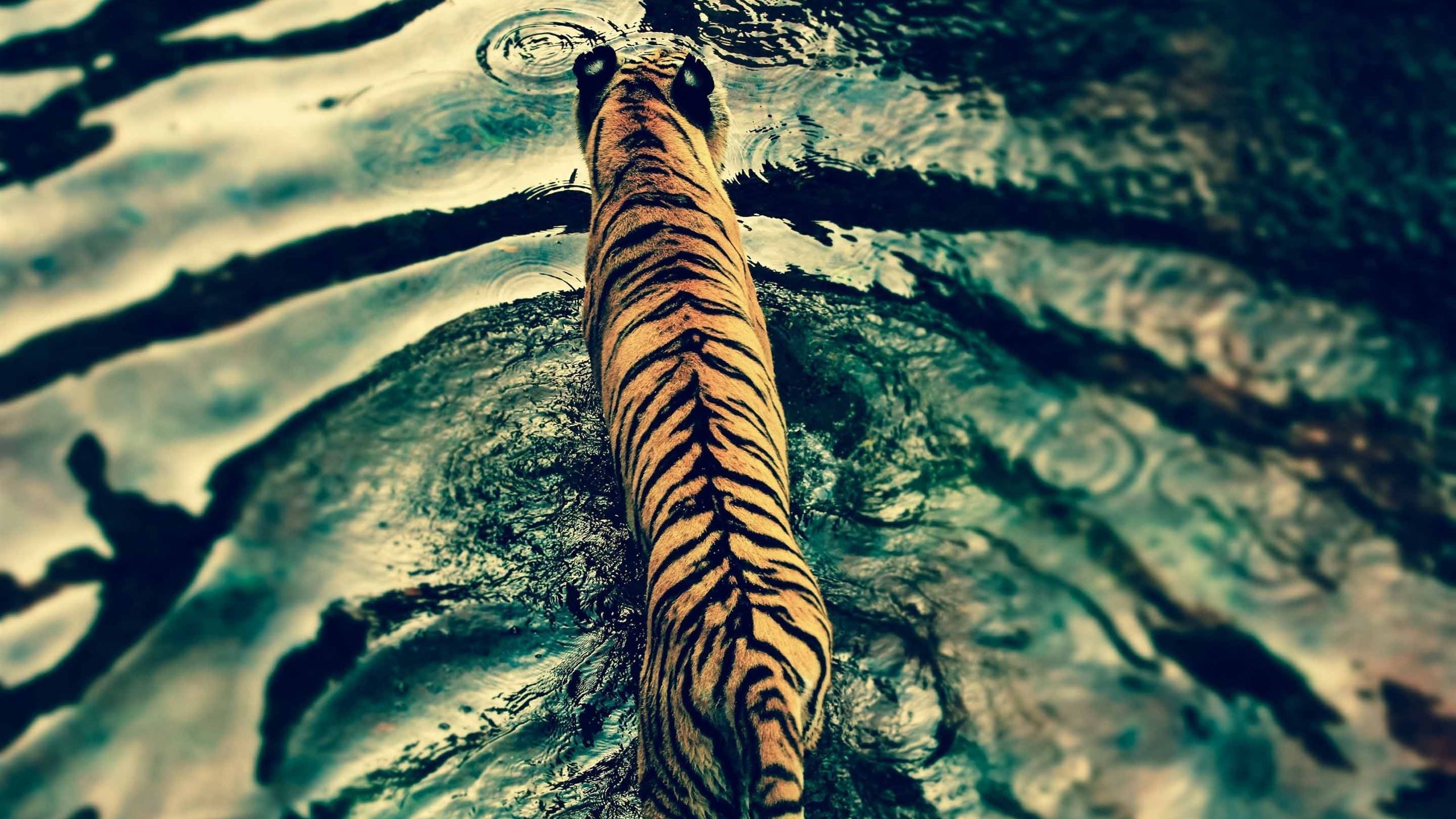 Tiger In Water MacBook Air Wallpaper Download