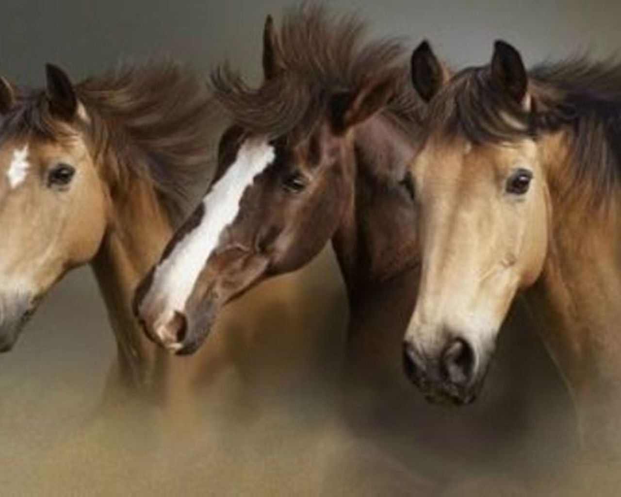 Beauity Of The Wild Horse Wallpaper. Howling For Justice
