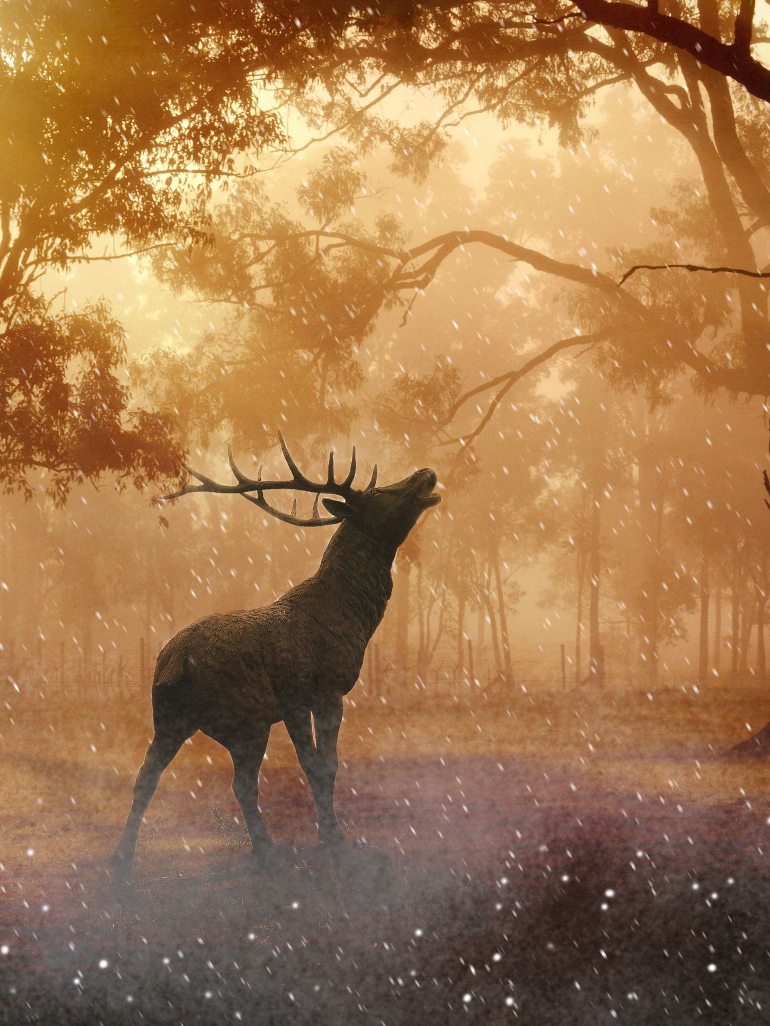 Beautiful Fallow Deer in Forest Autumn Wallpaper Retina iPad