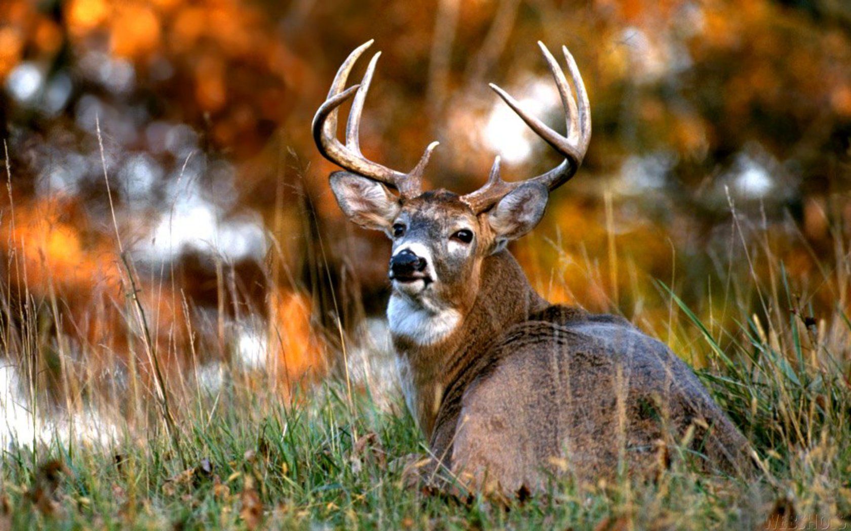 nature, Autumn, Deer Wallpaper HD / Desktop and Mobile Background