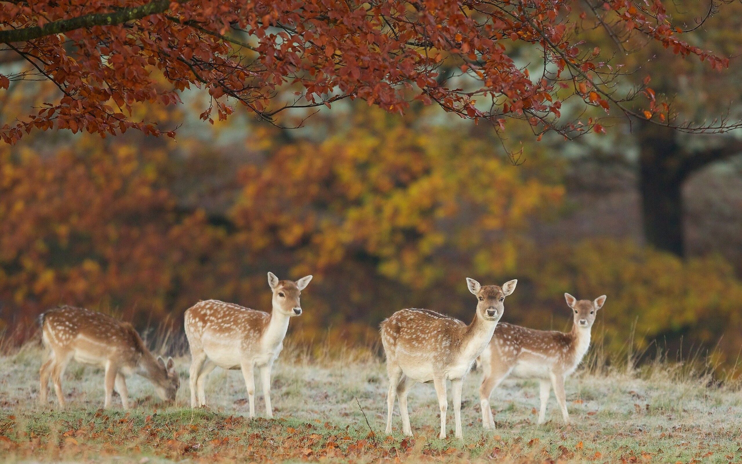 Four deers in the dry forest