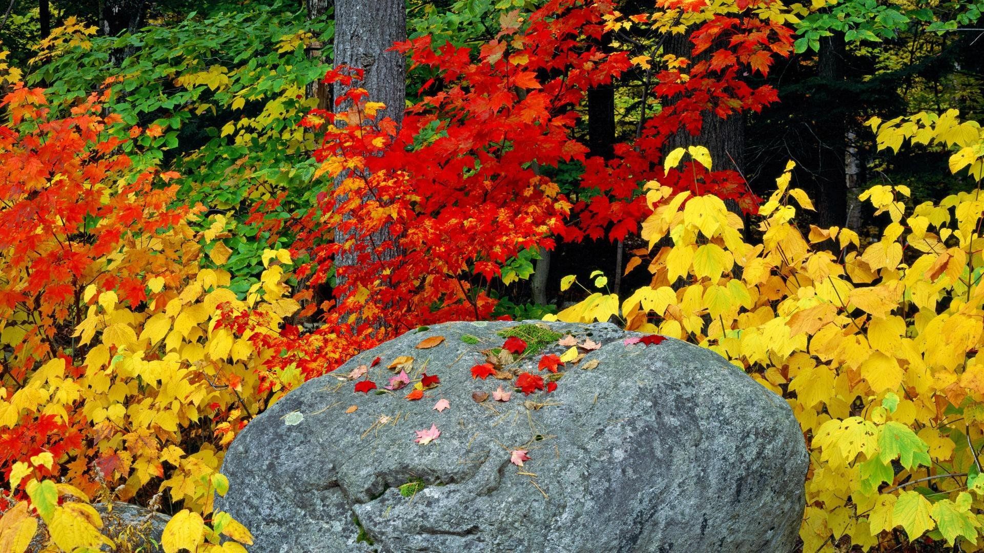 Autumn fall foliage leaves rock Adirondack Mountains wallpaperx1080