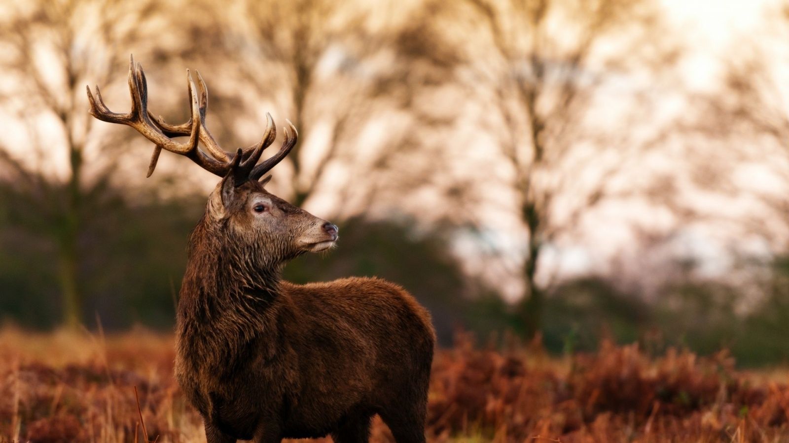 Deer Beautiful Antlers And Autumn Wallpaper