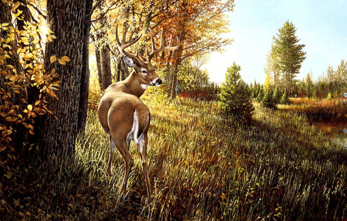 Deer Autumn Wallpapers - Wallpaper Cave