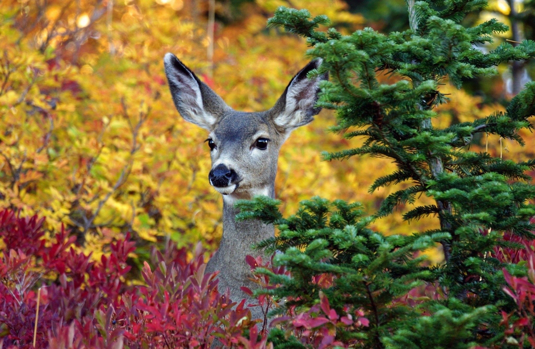 Deer Autumn Wallpapers - Wallpaper Cave