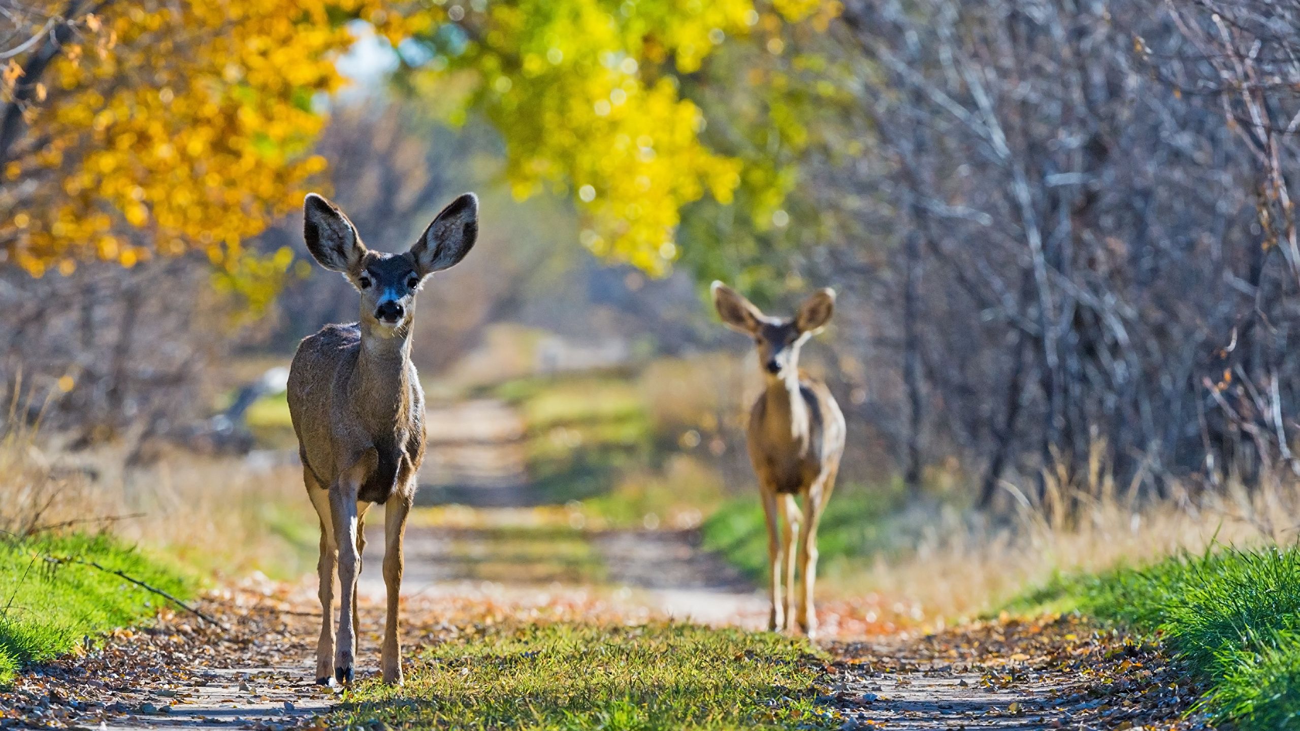 Desktop Wallpaper Deer Two Autumn animal 2560x1440