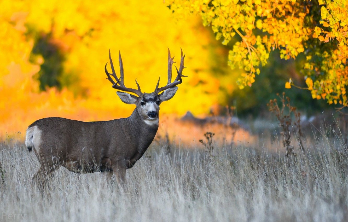 Wallpaper autumn, nature, deer image for desktop, section животные