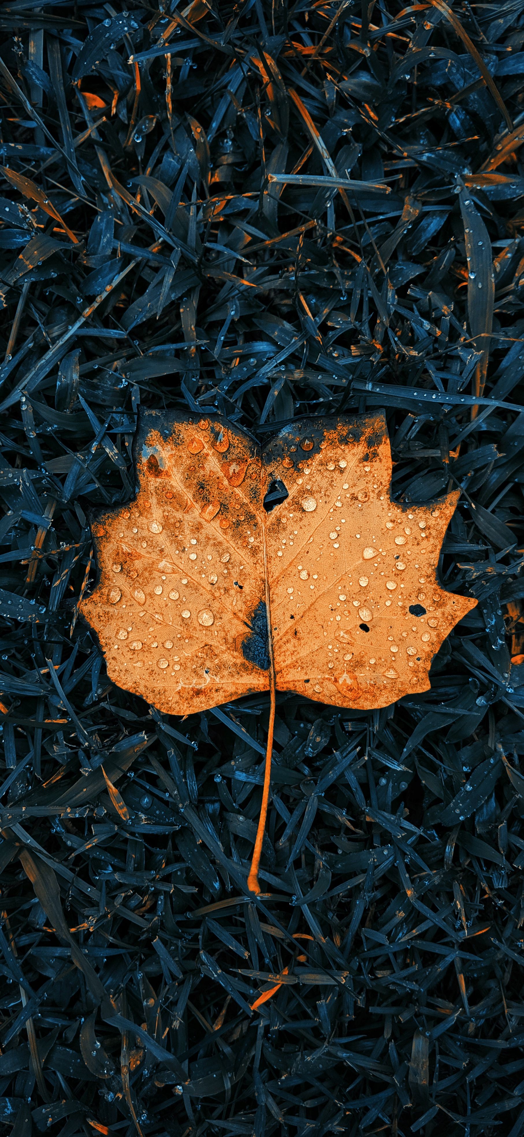 Fall colored autumn leaves wallpaper for iPhone