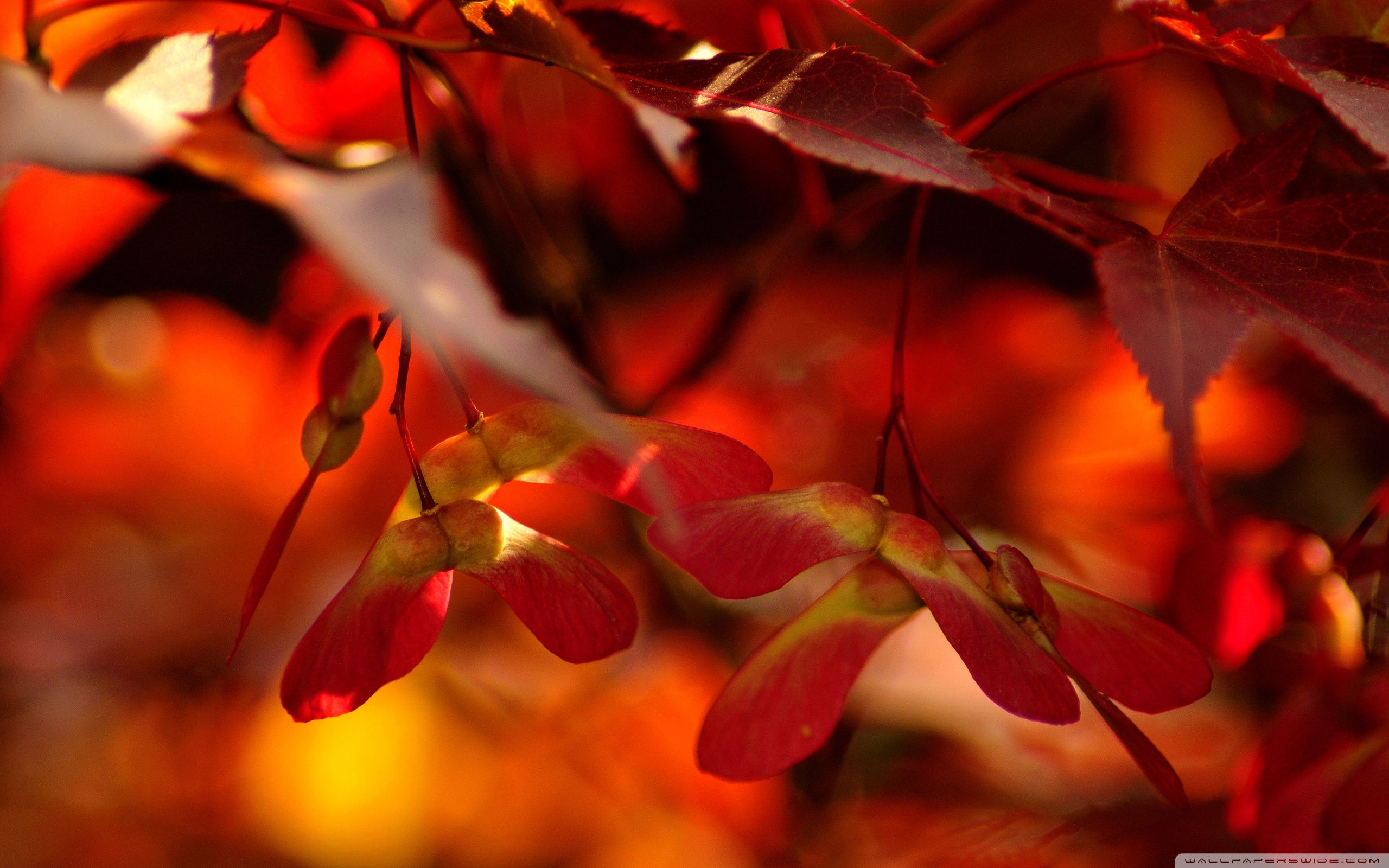 Red Autumn Leaves, Close Up Ultra HD Desktop Background Wallpaper for 4K UHD TV, Multi Display, Dual Monitor, Tablet