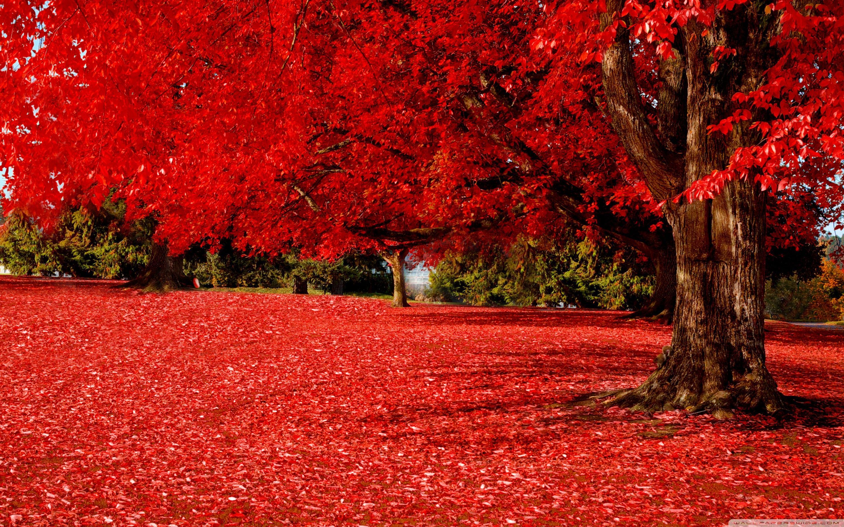 Red Fall Wallpaper Free Red Fall Background