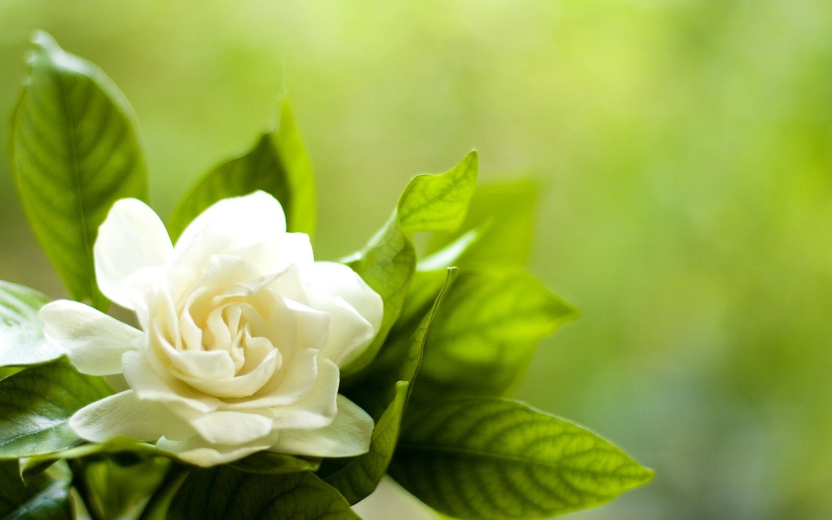 Gardenia Wallpapers - Wallpaper Cave