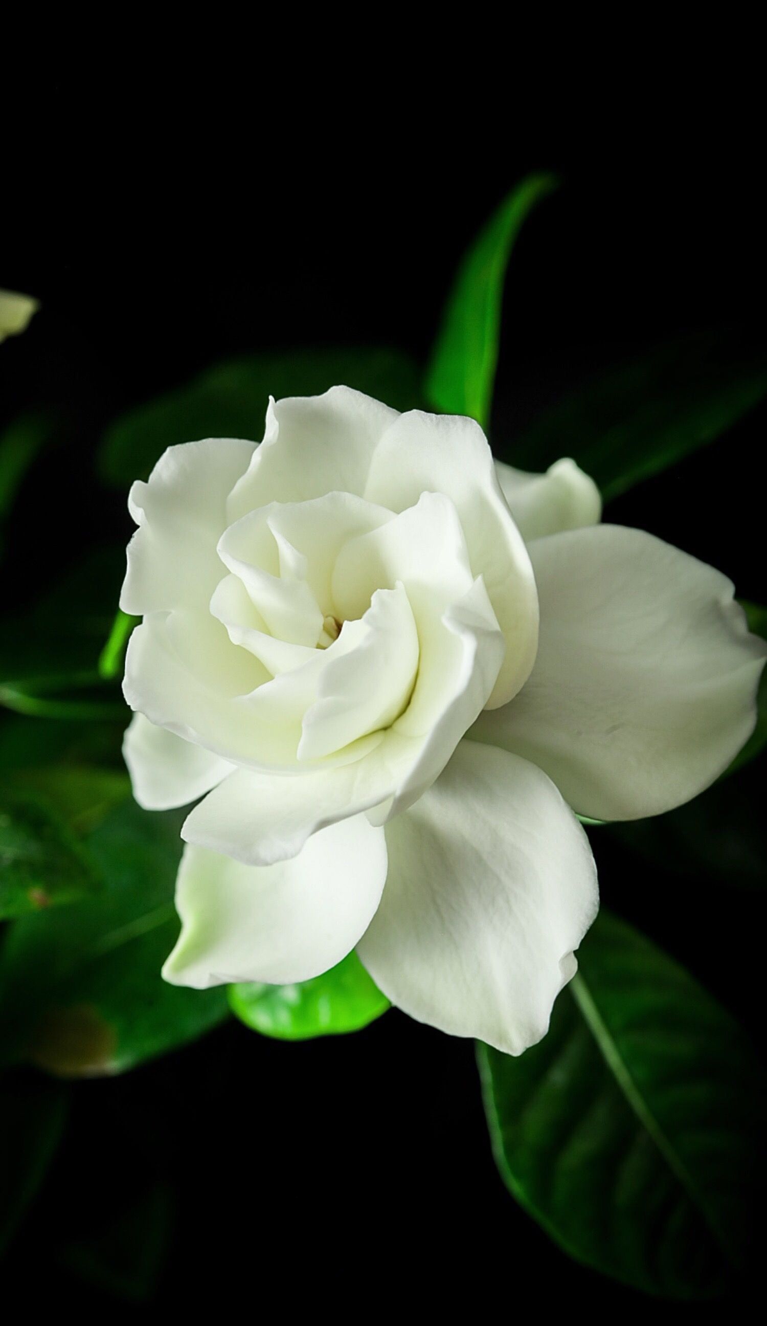 Gardenia. Flower wallpaper, Flowers, iPhone wallpaper landscape