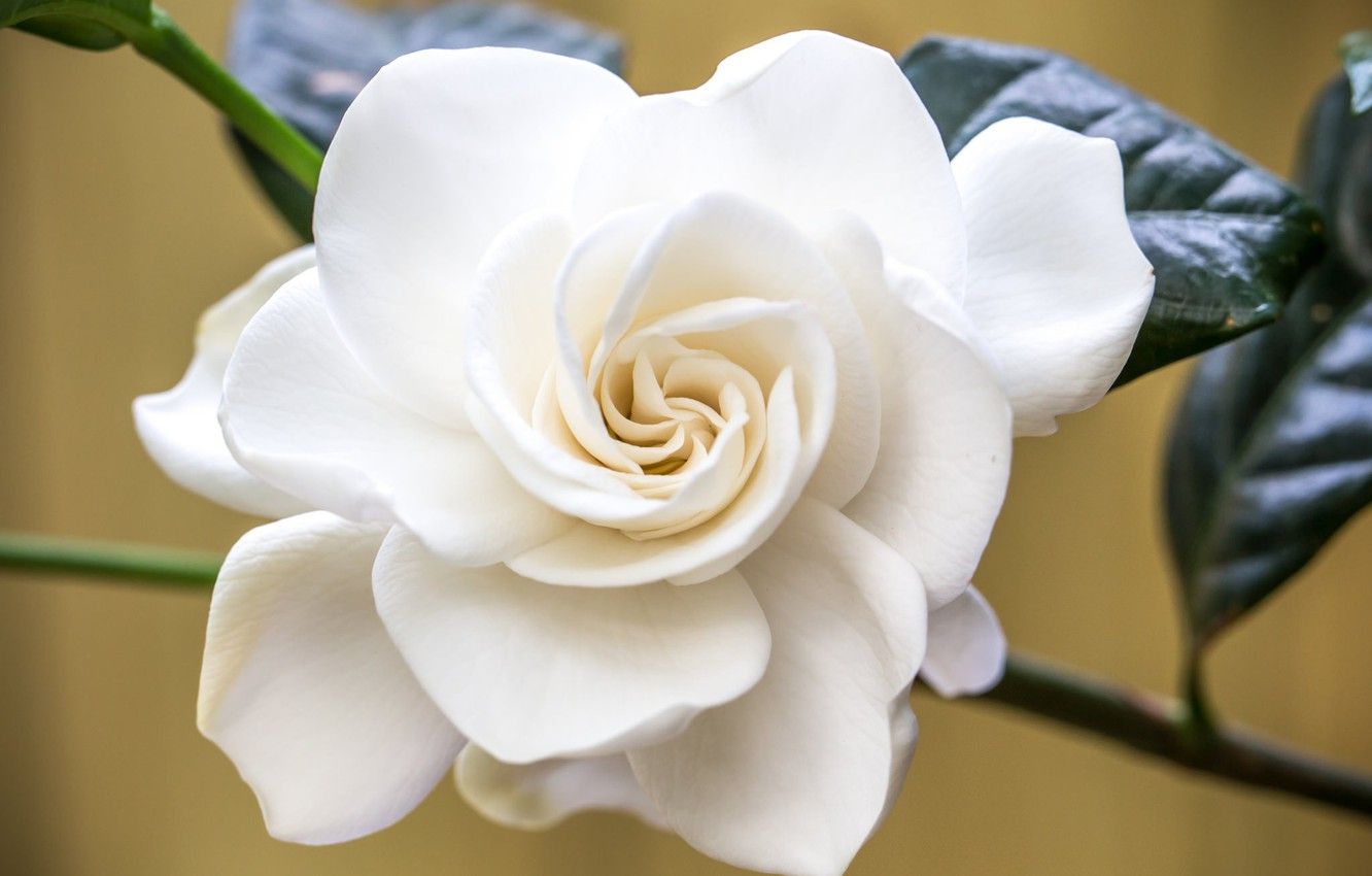 Wallpaper white, macro, Gardenia image for desktop, section цветы