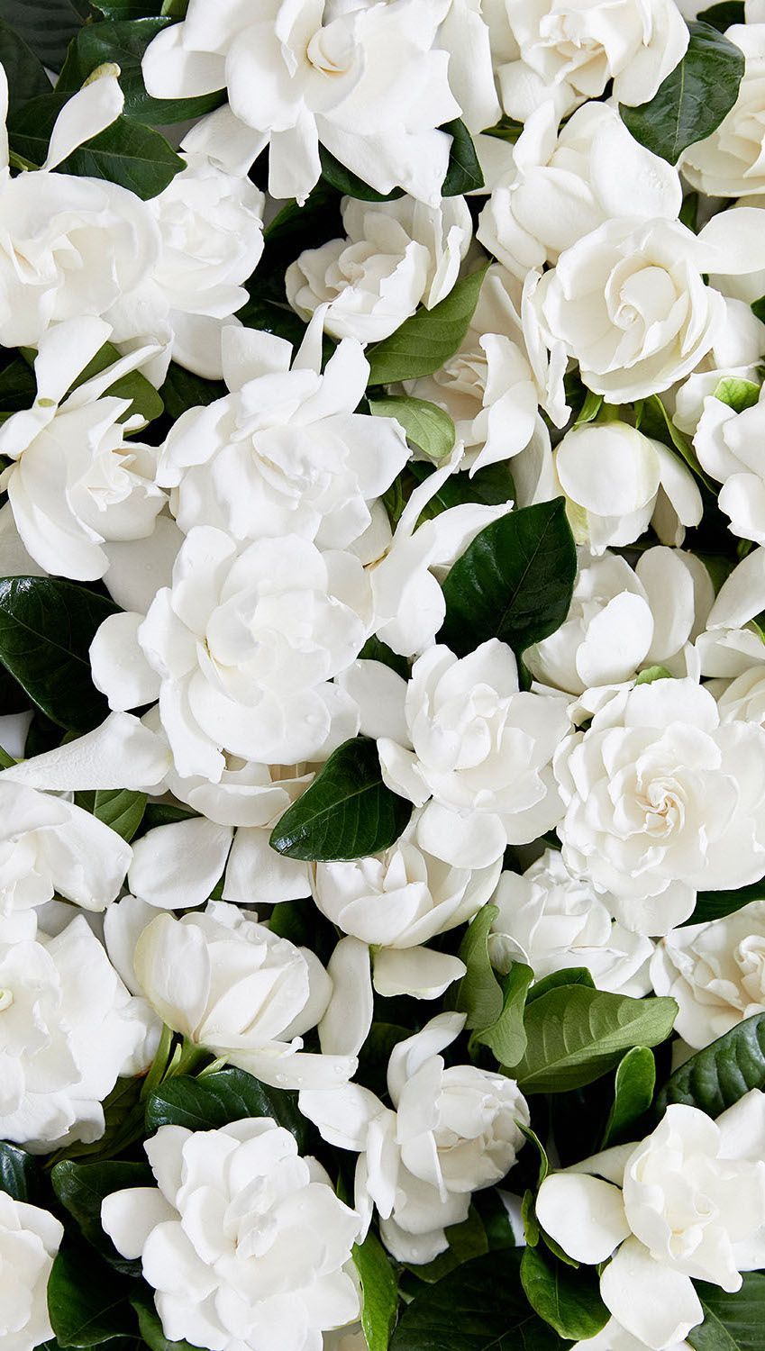 Gardenia Wallpapers - Wallpaper Cave