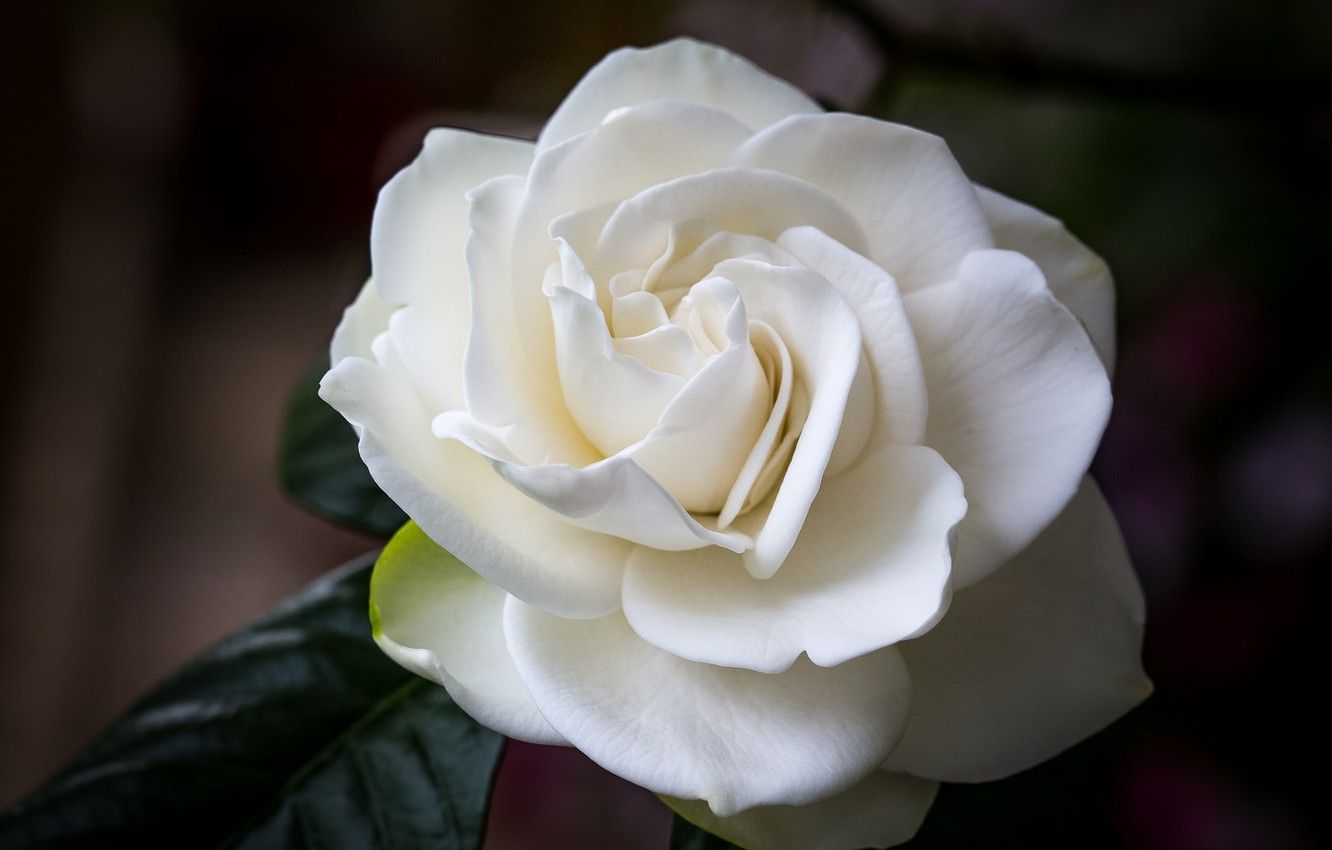 Gardenia Wallpapers - Wallpaper Cave